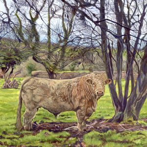 detail of a charolais blond bull pet portrait painting