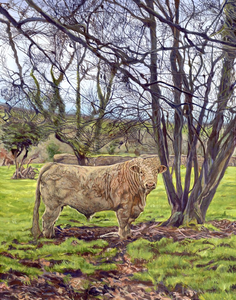 charolais blond bull standing in a farm field portrait painting