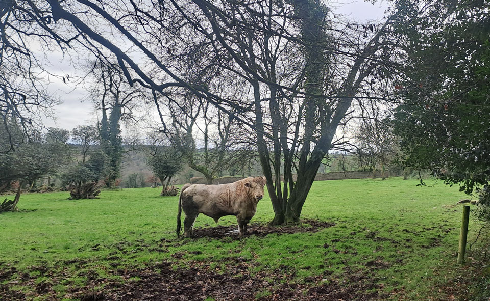 client photo for the bull painting