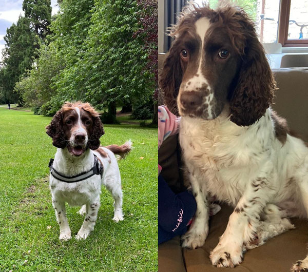 reference photos for a pet dog portrait painting
