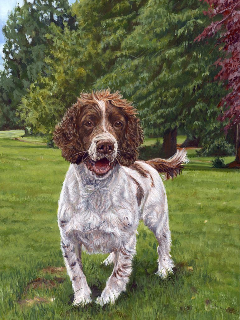 painted portrait of an english springer spaniel pet dog by an artist in dublin