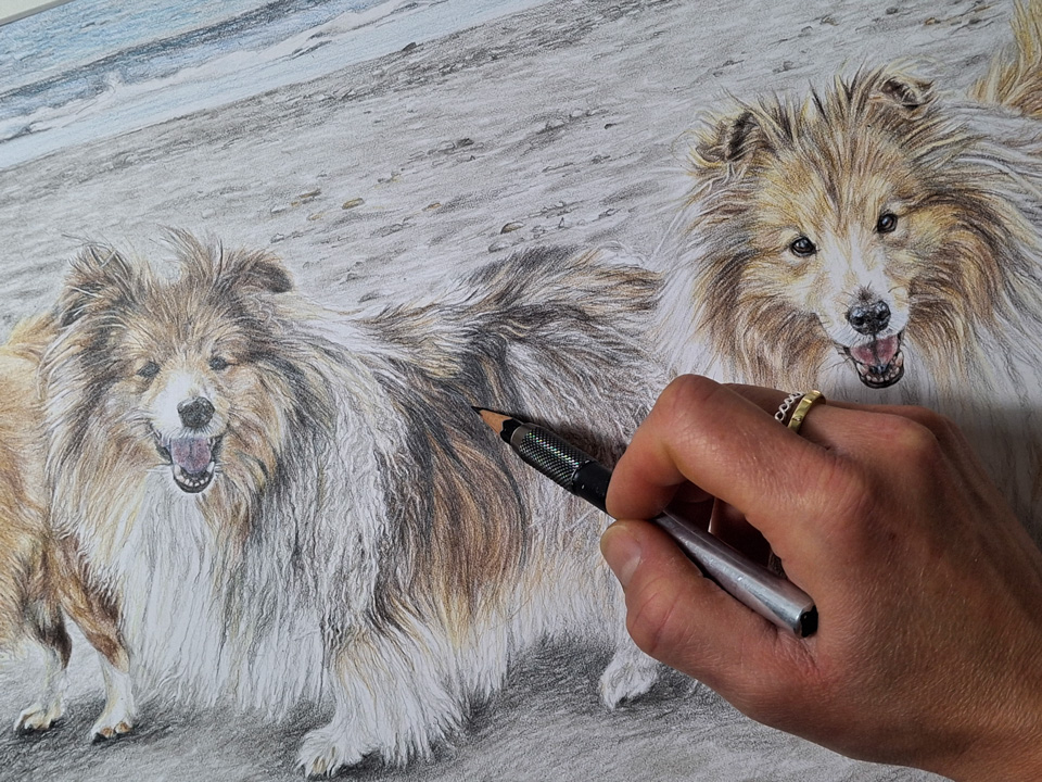 shetland sheepdog detail in coloured pencil