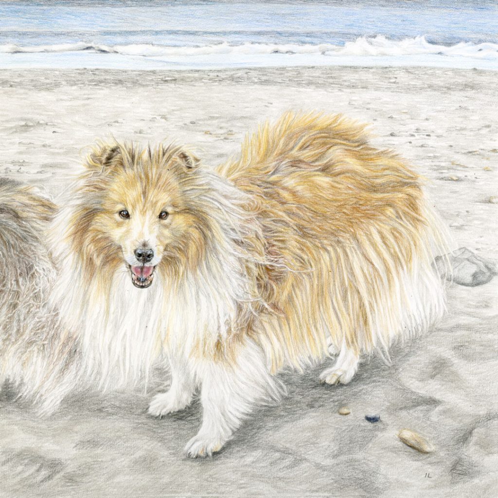 sheltie dog portrait in coloured pencil