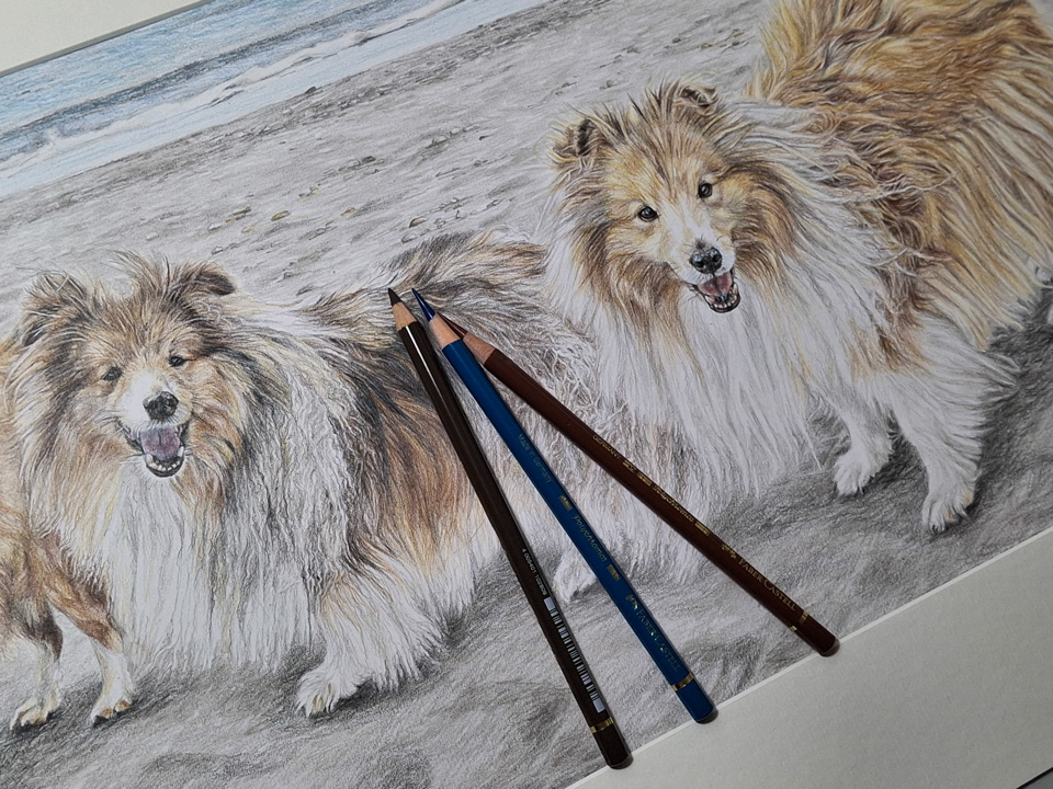 coloured pencils with a dog portrait on paper