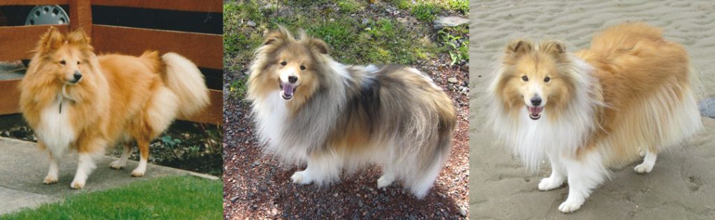 reference photos for a dog drawing