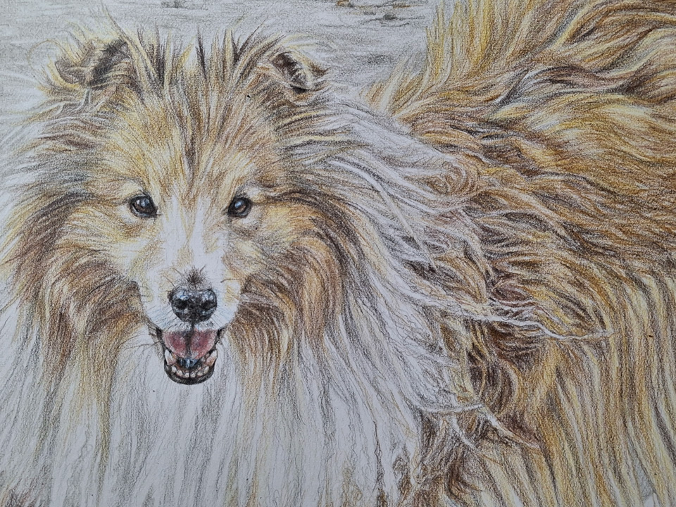 shetland sheepdog drawing in coloured pencil on paper