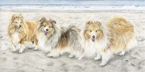 three shetland sheepdogs drawn in coloured pencil