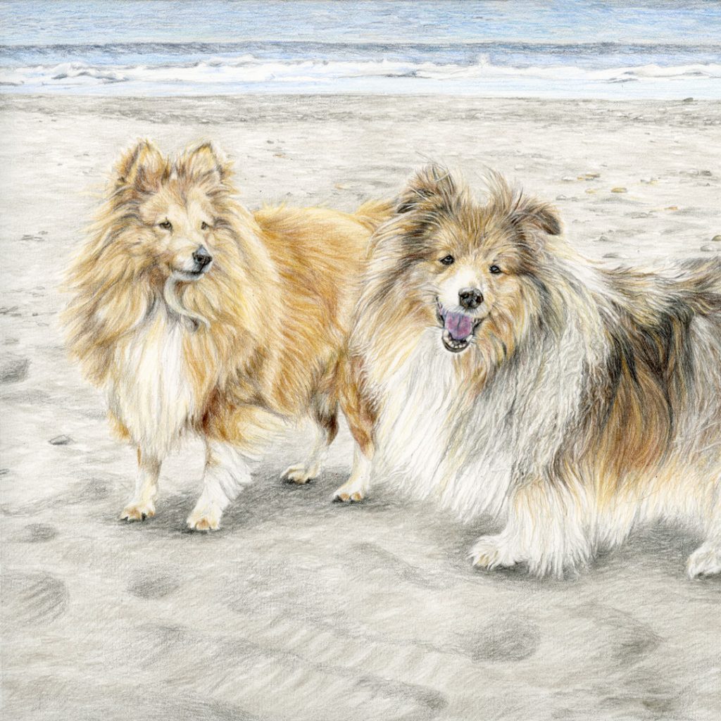 two shelties on a beach portrait drawing in colour