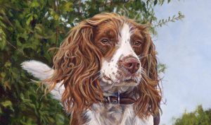 springer spaniel dog portrait detail