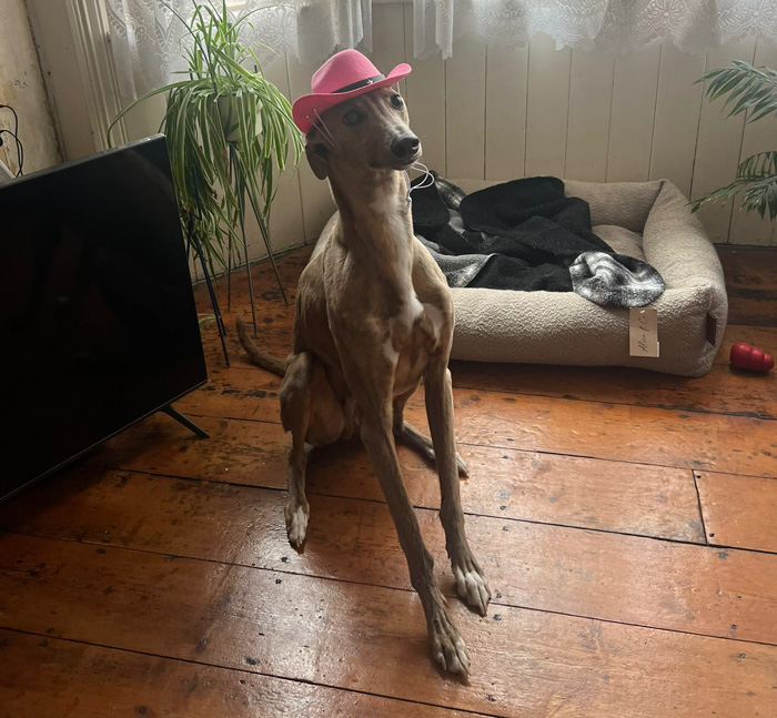reference photo for a painting of a whippet