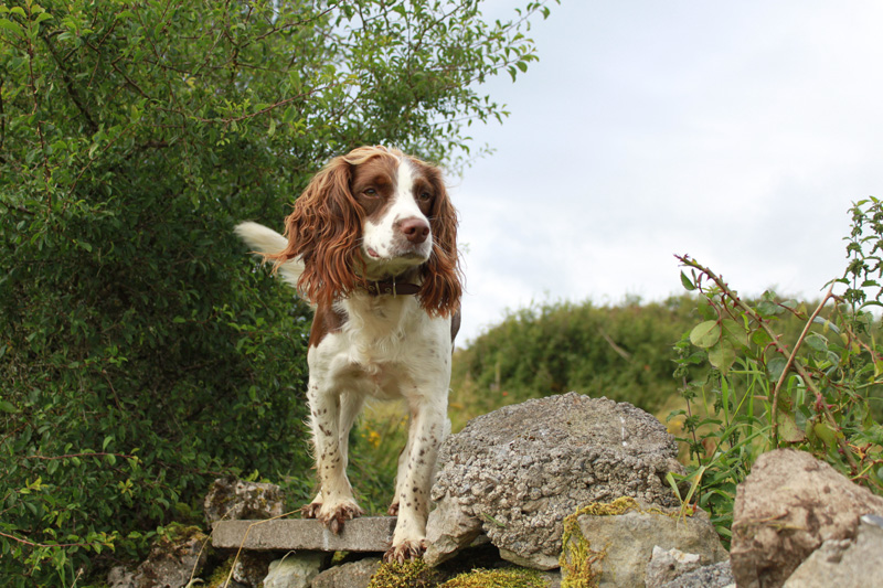 reference photo for a dog portrait painting