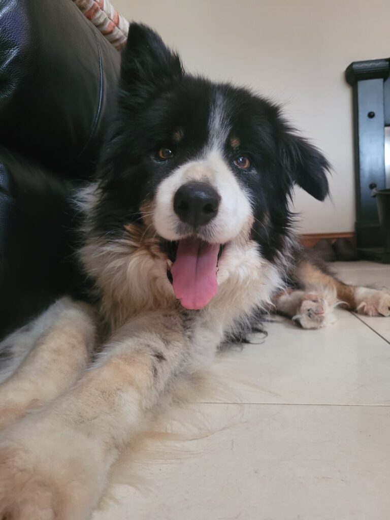 reference photo for a dog painting