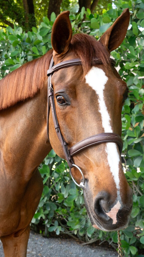 client reference for an equine portrait