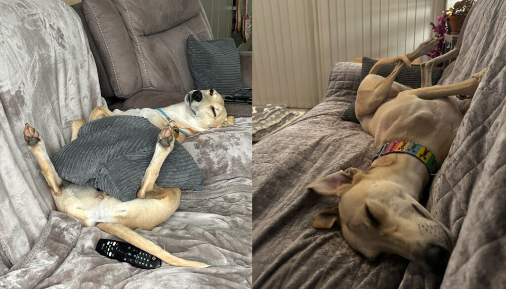 two photo references for a whippet painting
