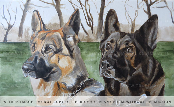 two german shepherds portrait in progress - basic colours