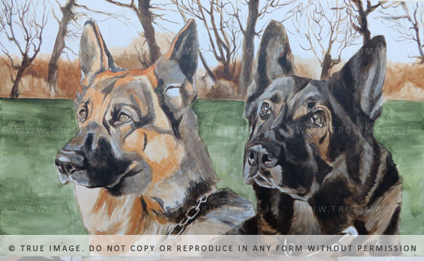 two german shepherds portrait in progress - basic colours