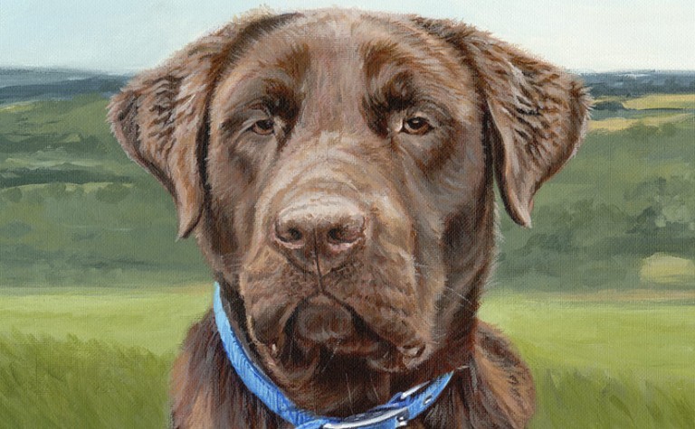 chocolate labrador painting detail