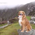 portrait-proof-collie