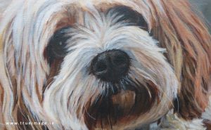 acrylic painting of a cavachon