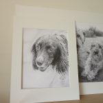 dog portrait in pencil