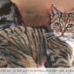 portrait of a cat detail