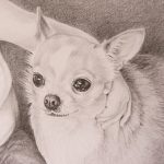 chihuahua drawing detail