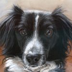 collie portrait head detail