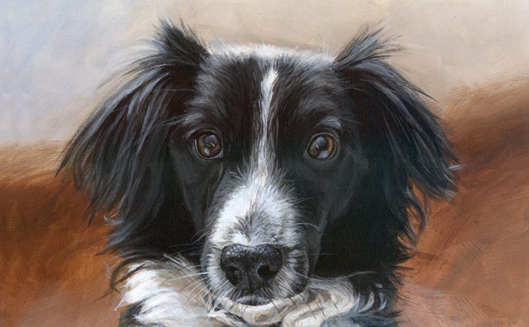 collie portrait head detail