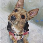 detailing dog portrait progress