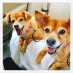 photo for a portrait