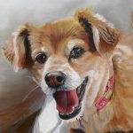 pomeranian dog portrait