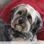 yorkie dog painting progress