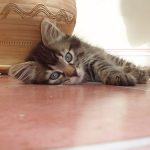 cat portrait reference