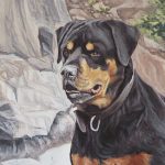 rottie portrait