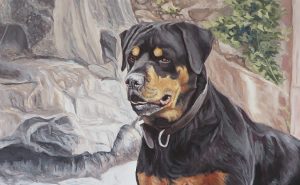 rottie portrait