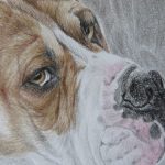 boxer drawing detail
