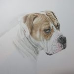 boxer drawing progress