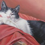 black and white cat portrait