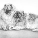 two keeshonds portrait