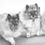 two keeshonds drawing