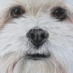 dog portrait detail