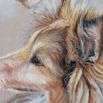 dog portrait detail