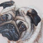 dog portrait detail