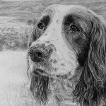 dog portrait detail