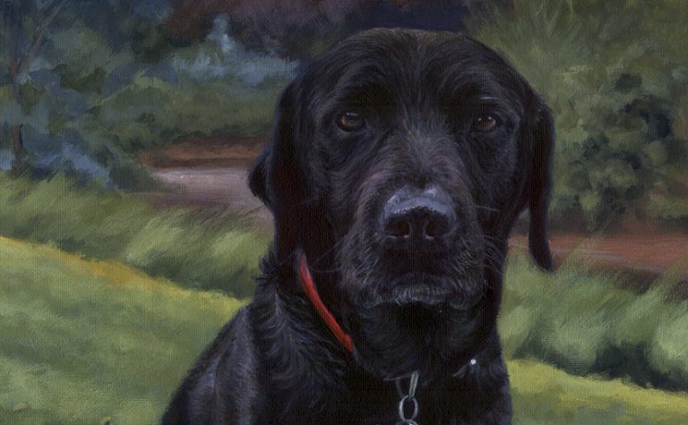 pet portrait