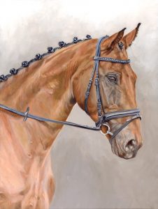 horse portrait of a bay stallion's head and neck