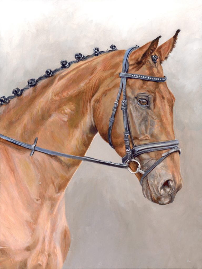 horse portrait of a bay stallion's head and neck