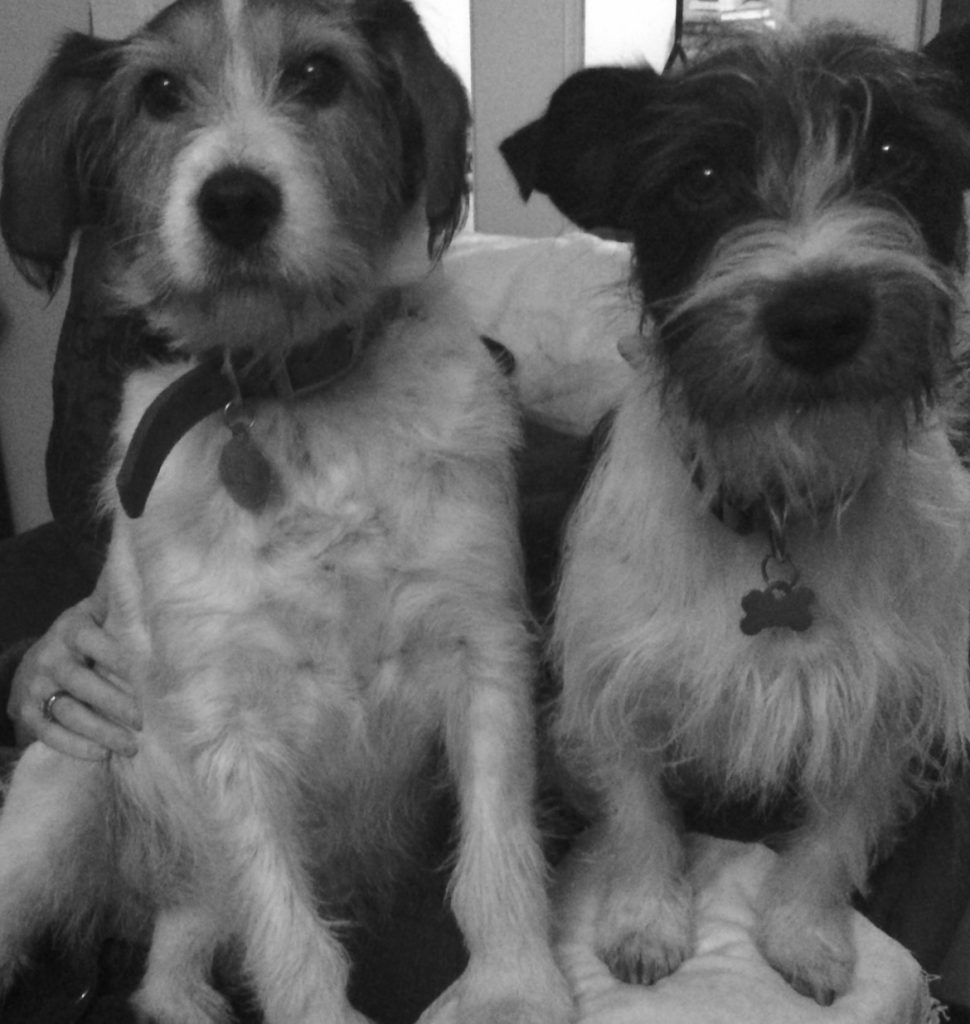 customer photo for a portrait of two terrier dogs