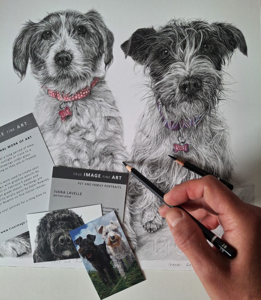 adding final detail to a terrier dog portrait drawing
