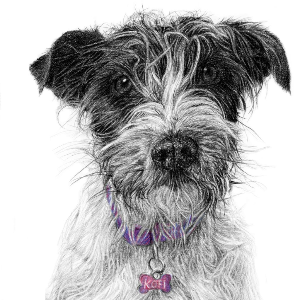 detailed view of a terrier dog portrait drawing with coloured collar